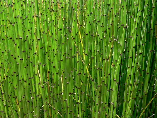 {Equisetum hyemale ssp. affine}